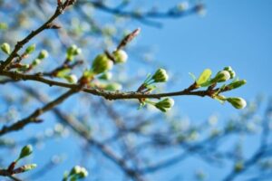 Frühling und Herbst sind der beste Zeitpunkt für eine Getreidekur