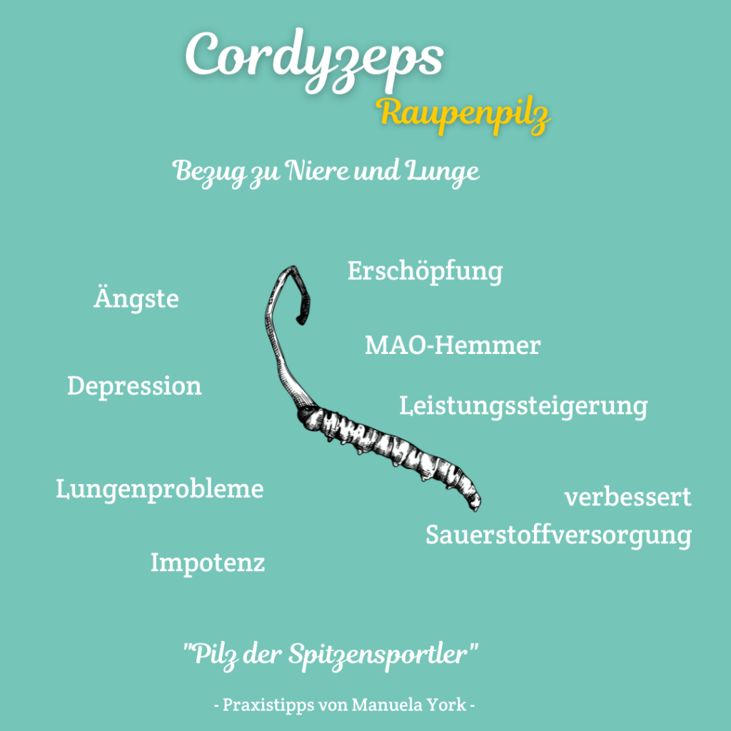 Cordyzeps - Raupenpilz